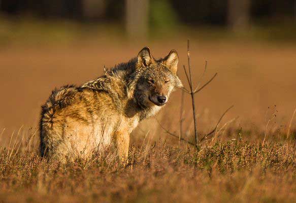 European wolf (c) Theo Grüntjens